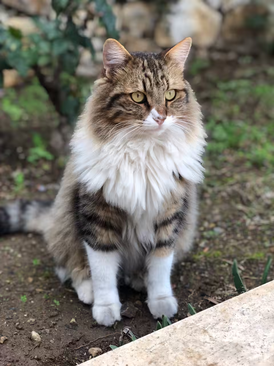 Cat in the Garden (Compressed)